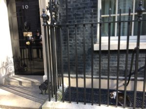 Cat outside 10 Downing St