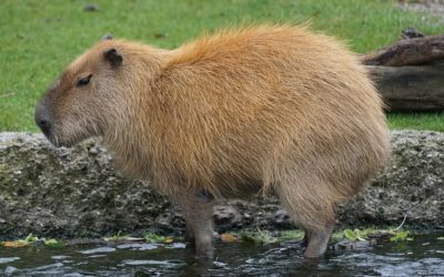 Capybara is live!  Latest Consentua release in production